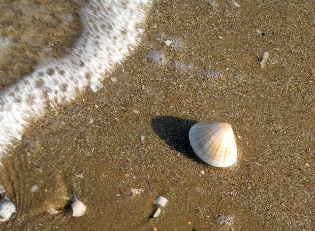 Molluschi delle spiagge adriatiche: Mactra stultorum